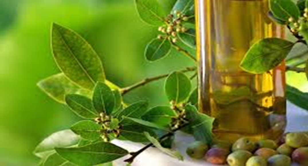 Manfaat yang Terdapat Dalam Tanaman Zaitun (Olea europaea)